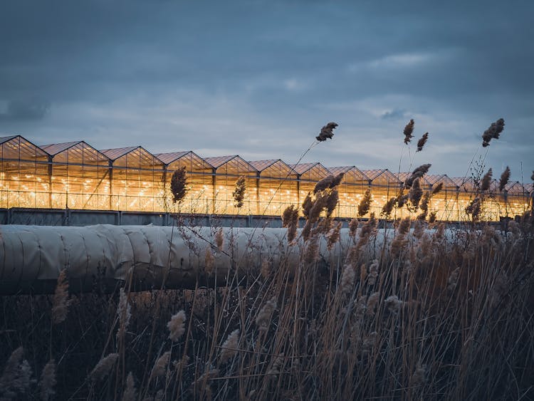 Illuminated Glass Greenhouses At Dusk 