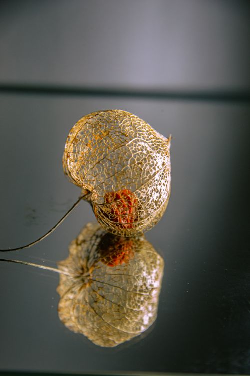 Free A stunning close-up of a dry Physalis with intricate reflections on a glossy surface. Stock Photo