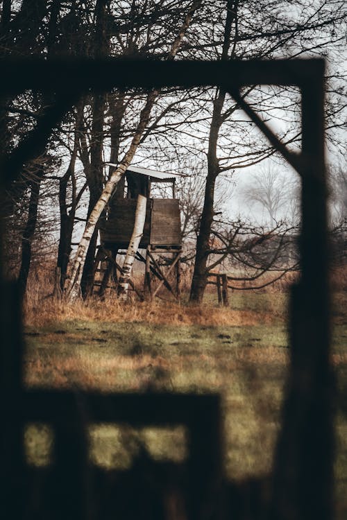 Foto profissional grátis de abandonado, árvores, casa