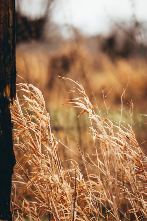 Free A Dried Grass on the Field Stock Photo