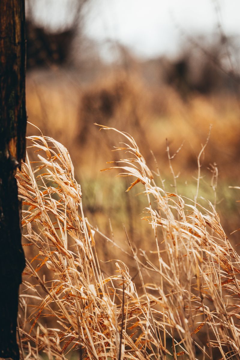 Dry grass heads bending in an open field — Aaron on Pexels