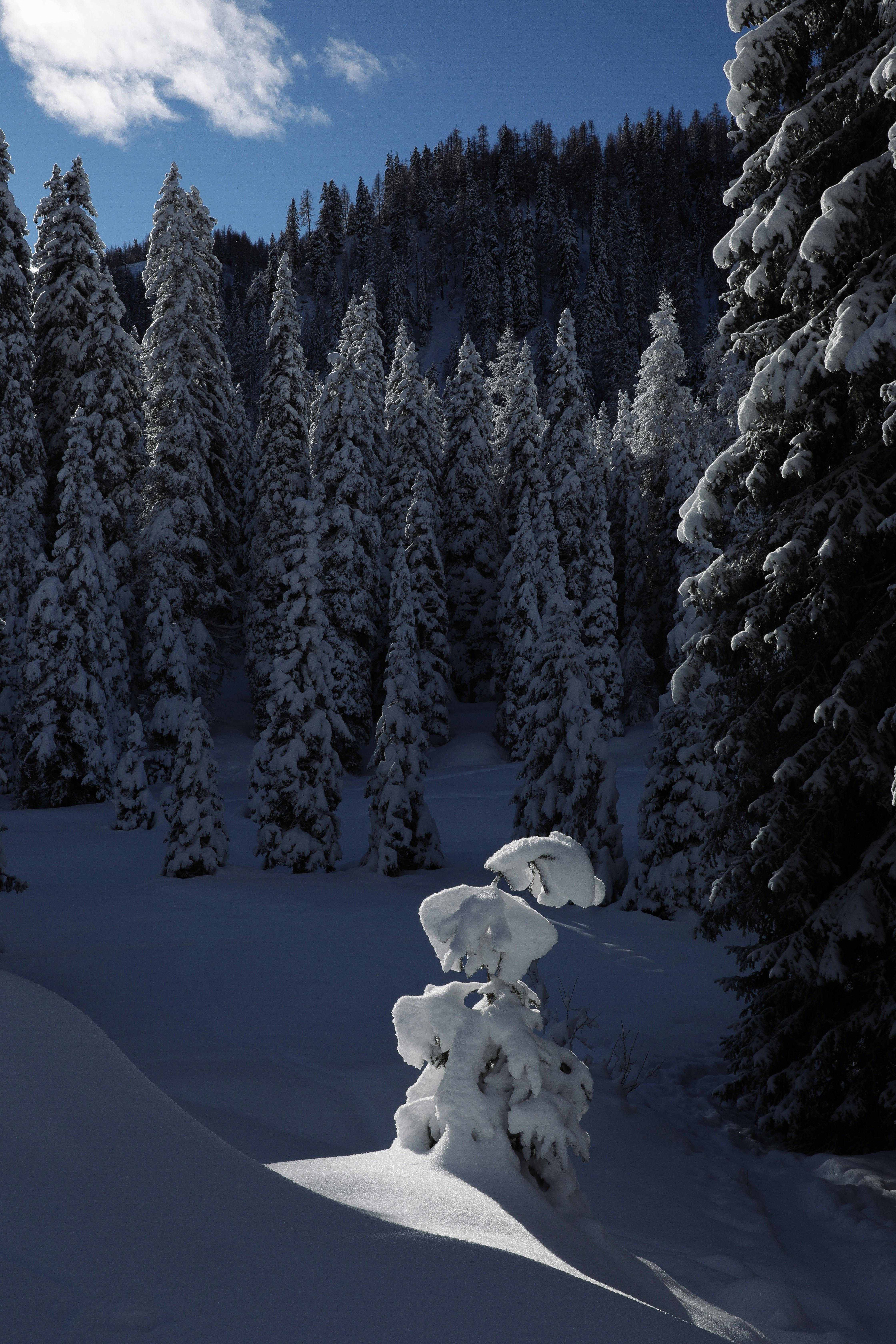 Prescription Goggle Inserts - Majestic snow-covered trees in a serene winter landscape at San Martino di Castrozza, Italy.