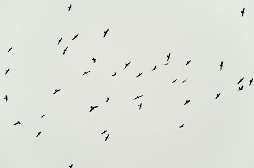 Free Flock of Birds Flying in a Grey Sky Stock Photo