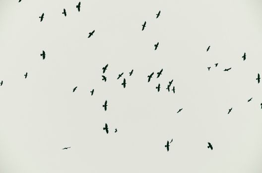 Silhouette of birds flying in a scattered flock against a grey sky, creating a dynamic pattern.