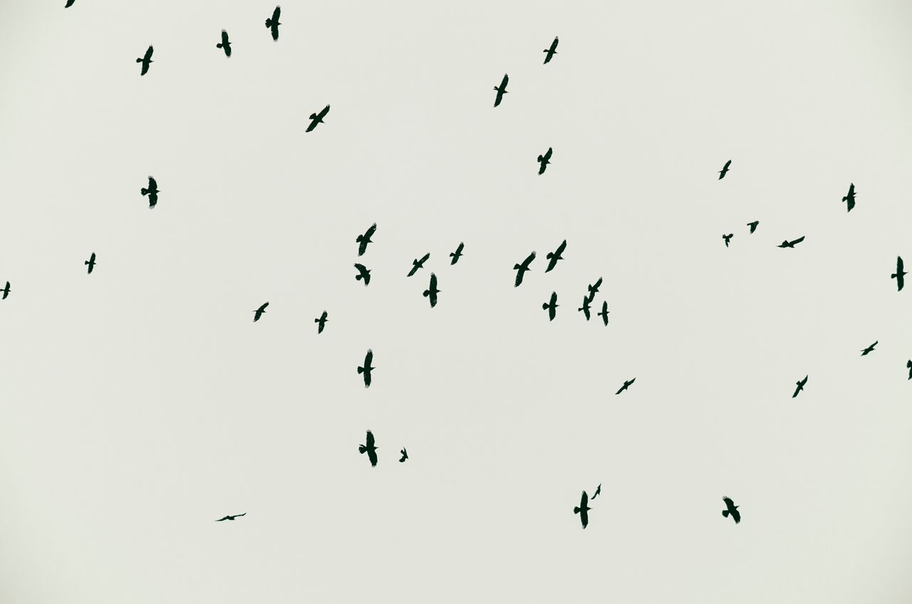 silhouette of birds flying in a scattered flock against a grey sky cre