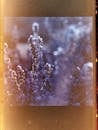 Close-Up of Plant on Film with Light Leak