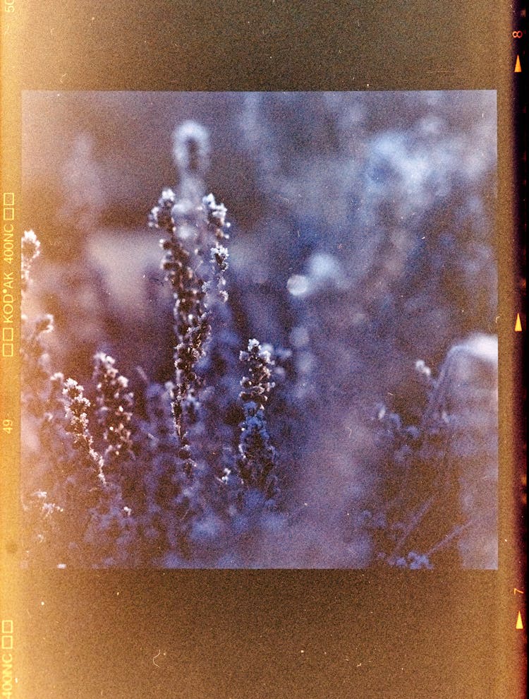 Close-Up Of Plant On Film With Light Leak