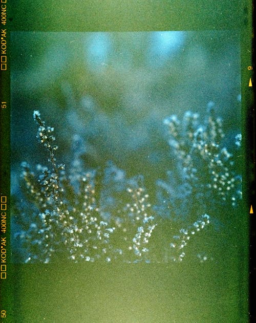 Free Lens Flare on Close-Up of Plant on Film Stock Photo