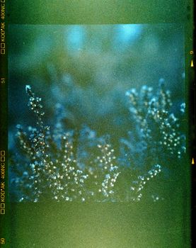 Lens Flare on Close-Up of Plant on Film