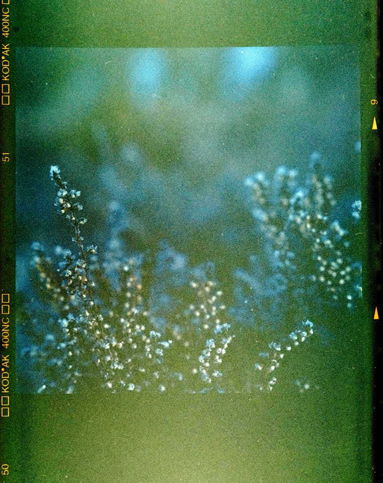 Lens Flare On Close-Up Of Plant On Film