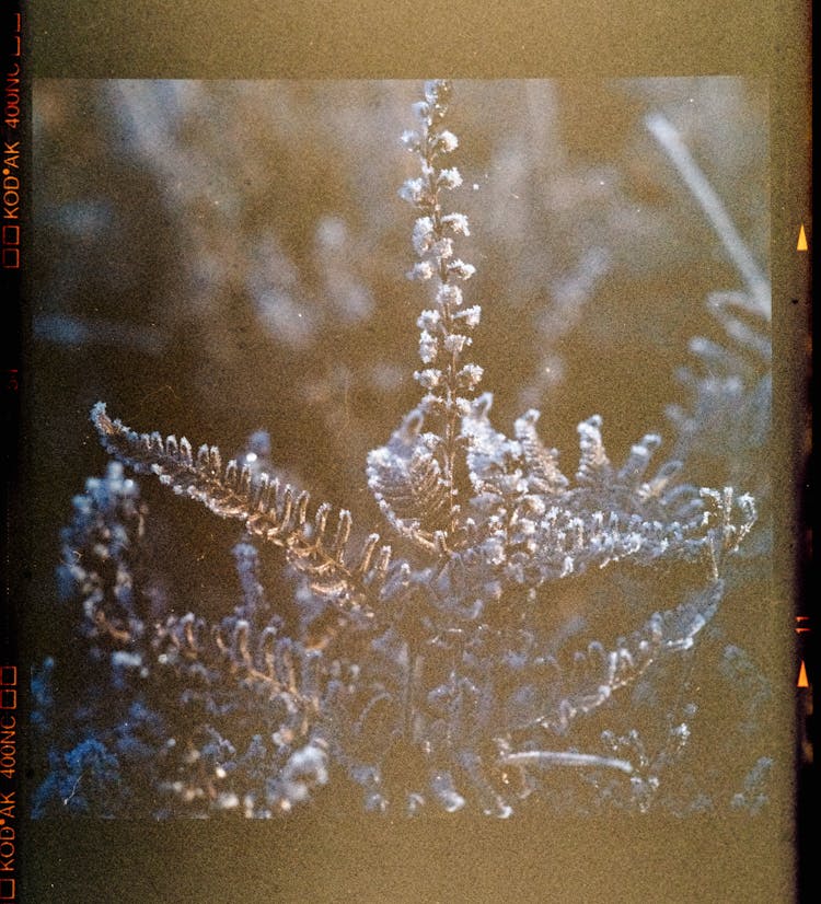 Close-Up Of Plant On Film With Lens Flare