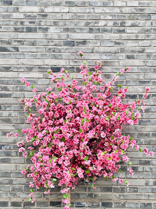 Beautiful Pink Flowers on Gray Brick Wall
