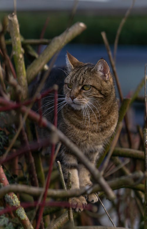 Δωρεάν στοκ φωτογραφιών με tabby cat, αιλουροειδές, γούνινος