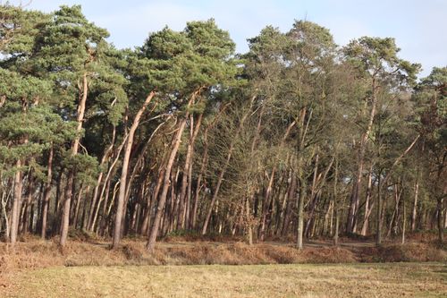 Free Winter scene of a peaceful pine forest in Stekene, Belgium highlighting tall evergreen trees. Stock Photo