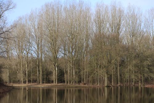 Free Serene landscape of leafless trees reflecting in a calm lake in Stekene, Belgium. Stock Photo