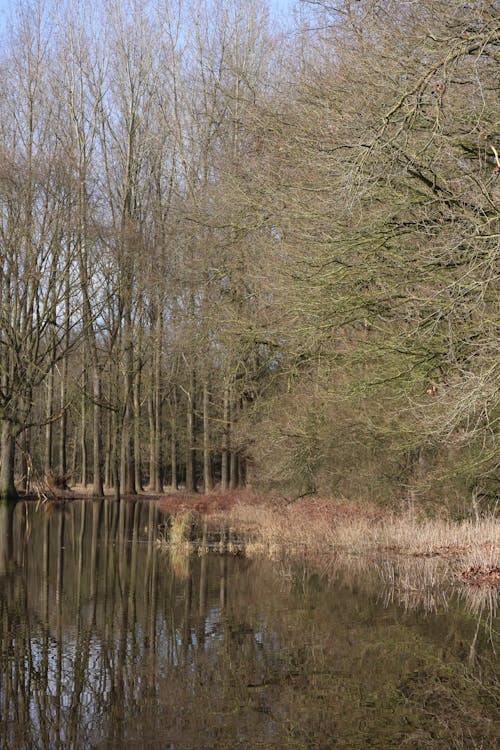 A Trees Near the River