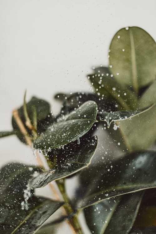 bitki, dikey atış, ıslak içeren Ücretsiz stok fotoğraf