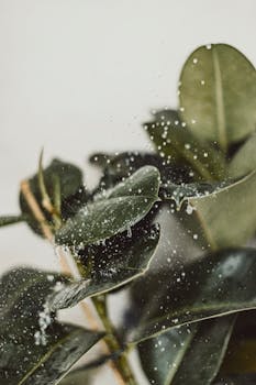An artistic capture of rubber fig leaves covered in droplets, showcasing nature's simplicity.