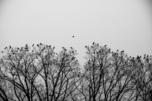 Grayscale Photo of Flock of Birds Perched on Bare Tree Tops