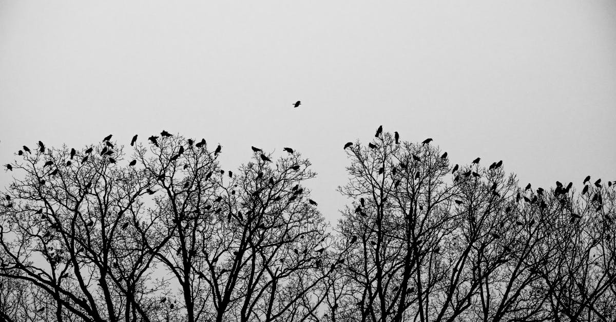 How to get rid of crows without scaring other birds