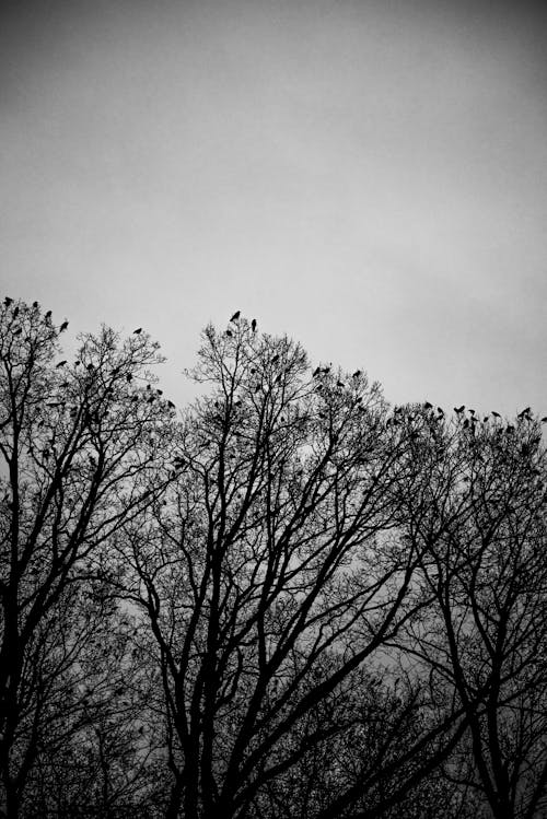 Grayscale Photo of Bare Trees