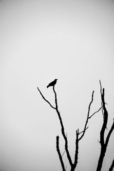 A black bird perched on leafless tree branches against a stark sky.