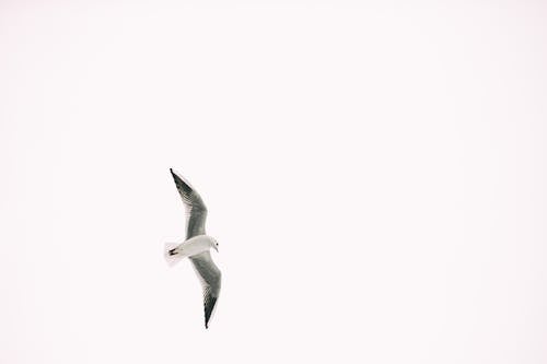 Безкоштовне стокове фото на тему «біле небо, білий, вигляд глистів»