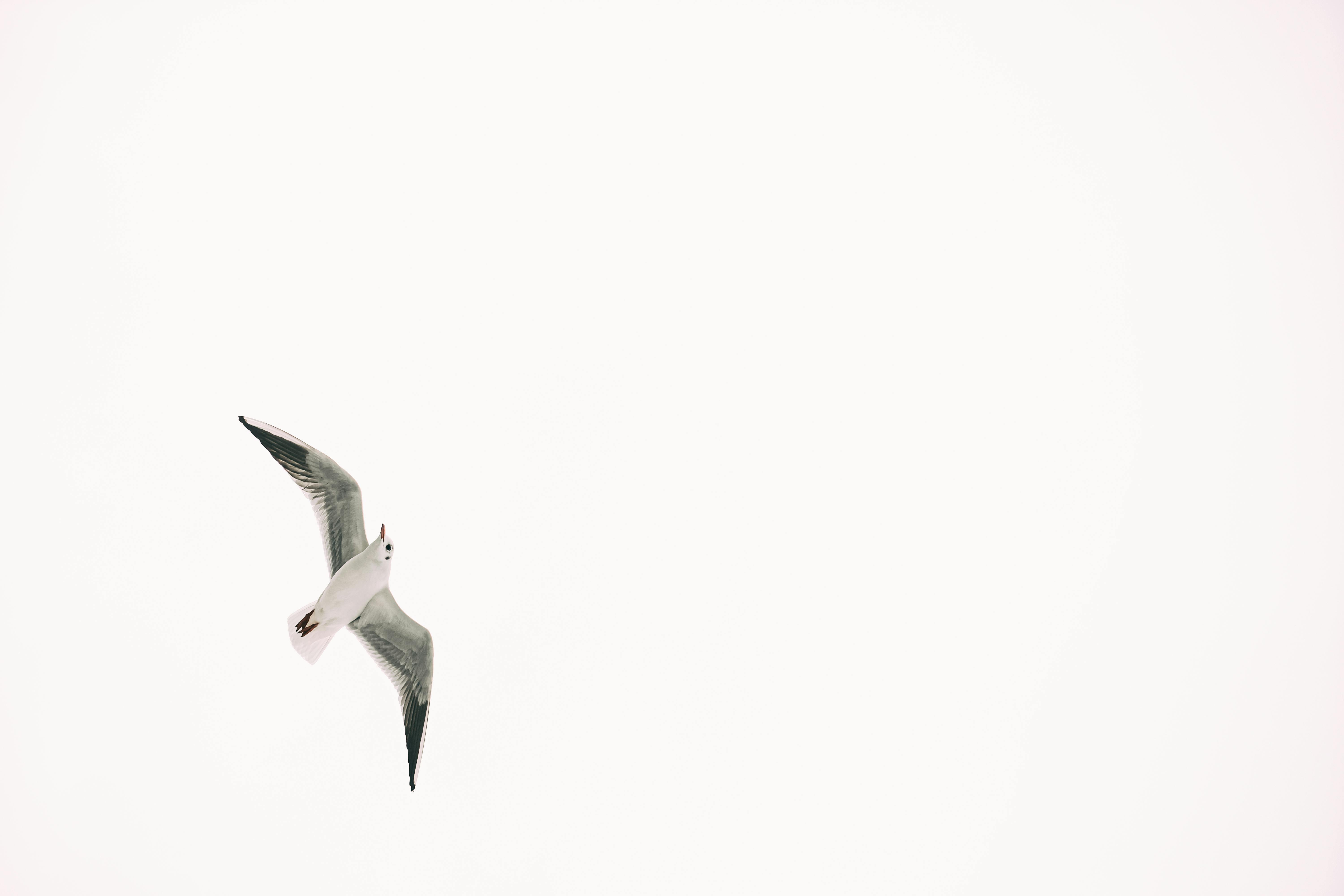 a low angle shot of a bird flying under the white sky