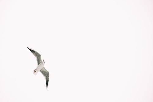 Imagine de stoc gratuită din alb-negru, aripi, aviar