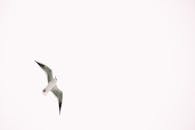 A Low Angle Shot of a Bird Flying Under the White Sky