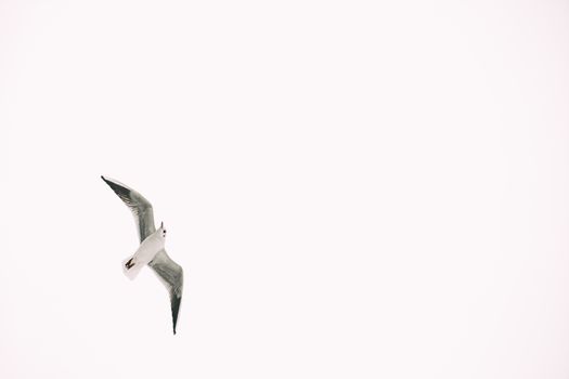 A seagull gracefully soars across a clear sky, captured in a monochrome view.