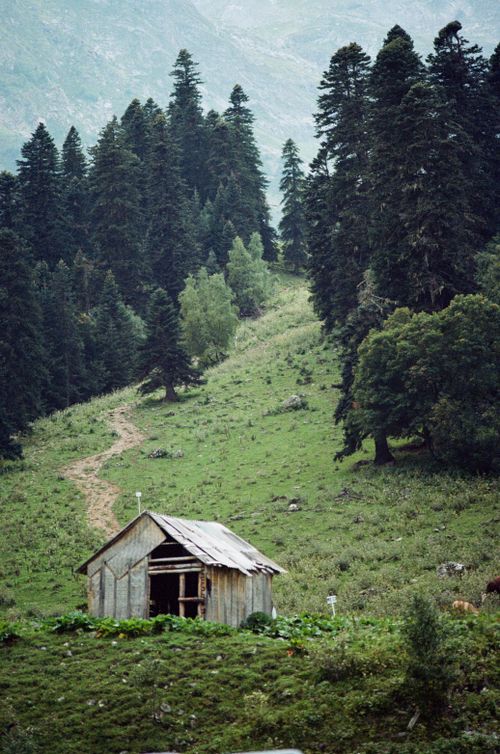 Free Peaceful wooden cabin amidst a lush forest and mountain landscape in Arkhyz, Russia. Stock Photo