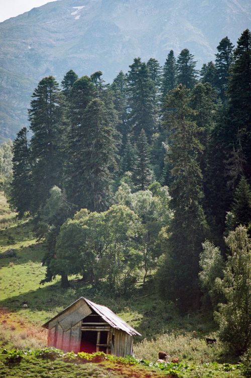 Free A serene view of an old wooden cabin amid dense trees in a mountainous landscape. Stock Photo
