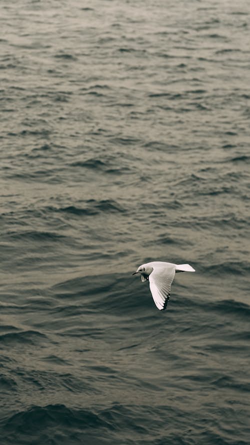 A White Bird Flying Over the Sea