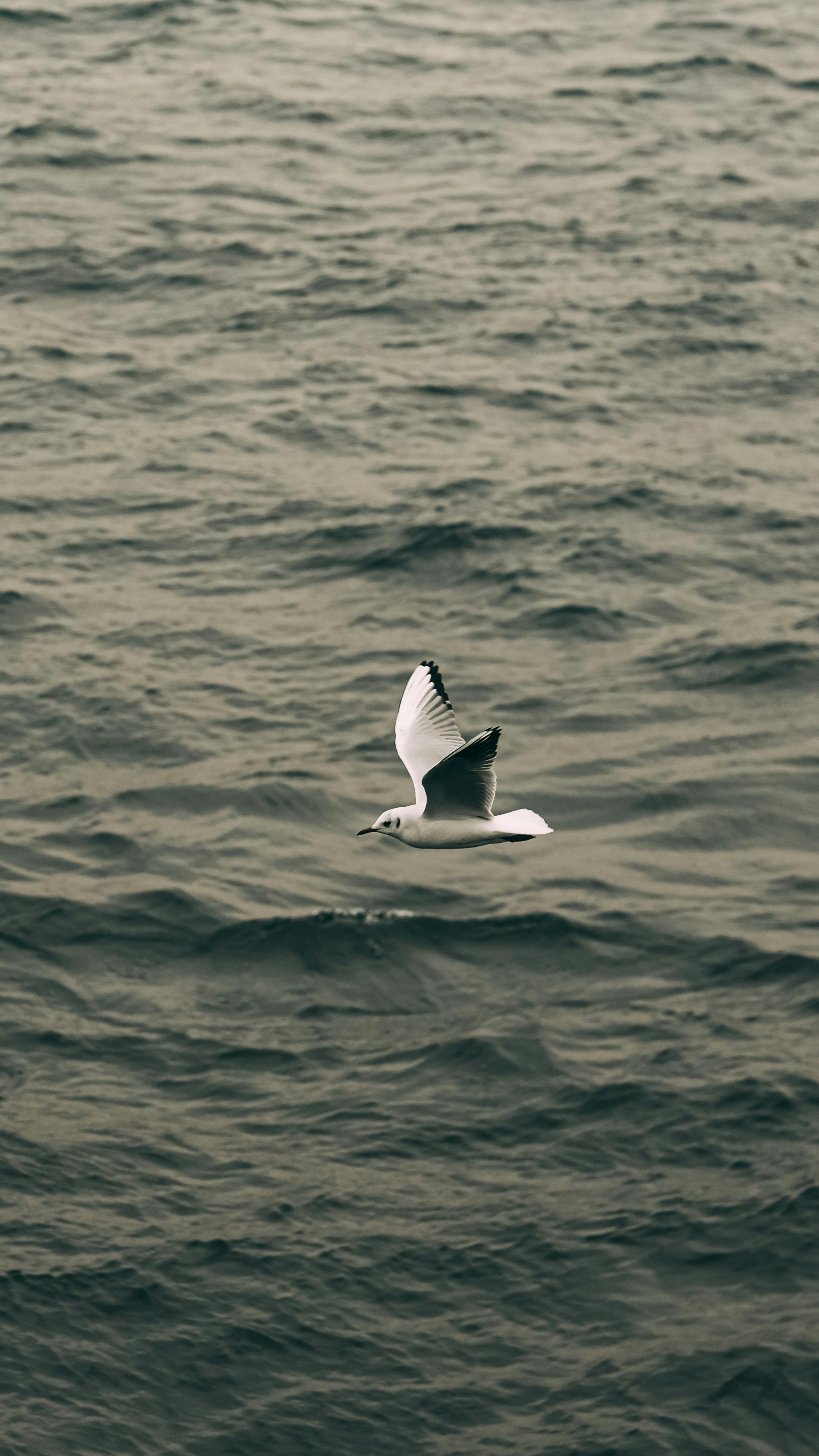 a bird flying over the sea