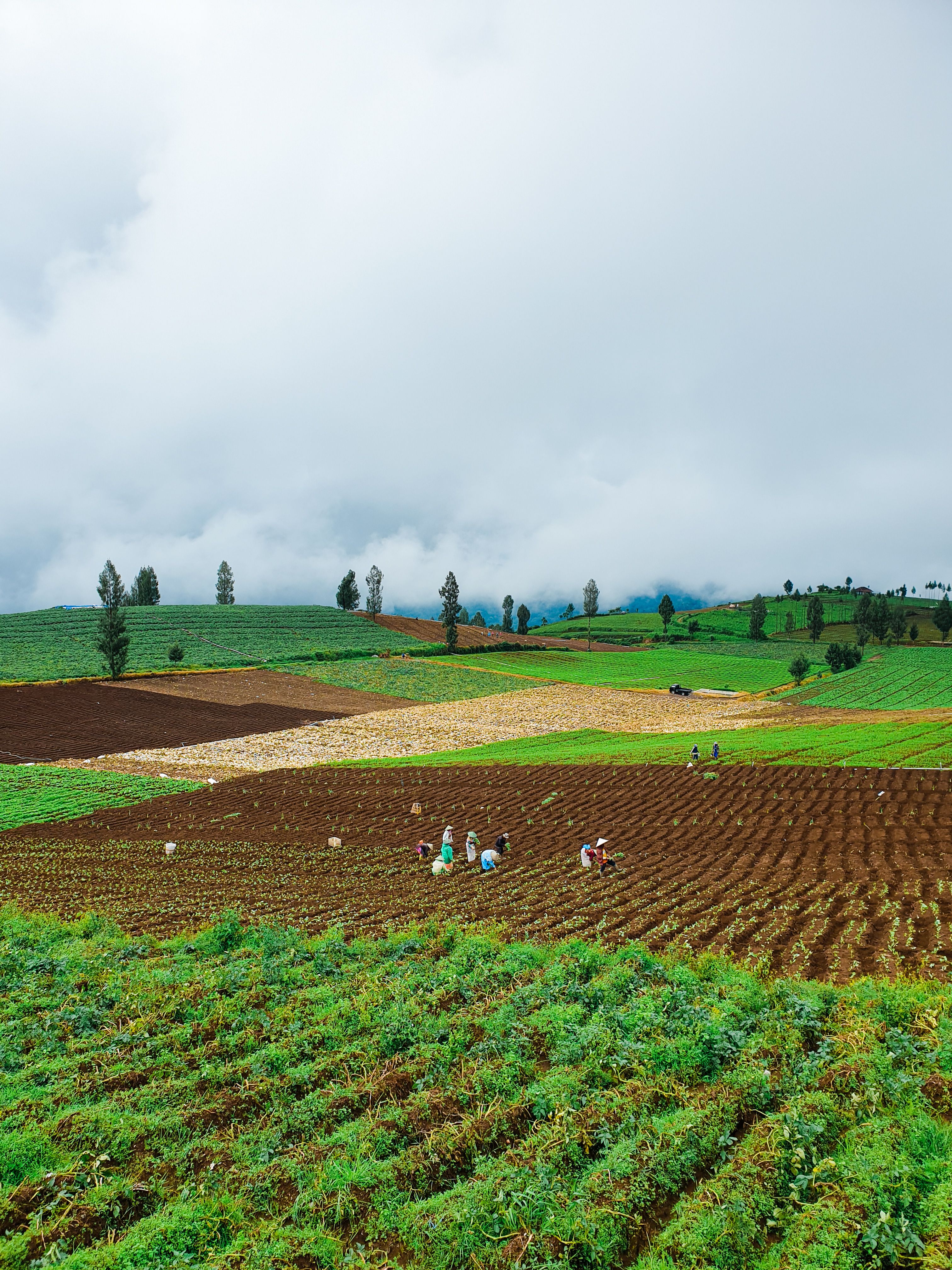 Imagem de produtividade agrícola
