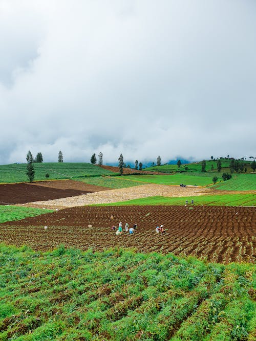 A Group of People Planting on a Farmland in Batu, East Java, Indonesia
