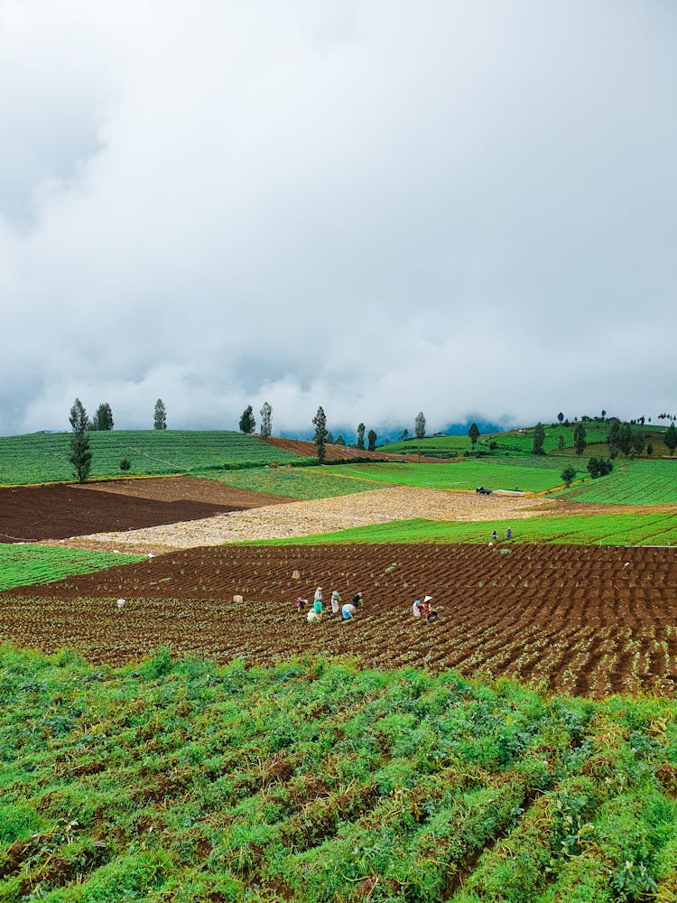 A Group Of People Planting On A Farmland In Batu, East Java, Indonesia