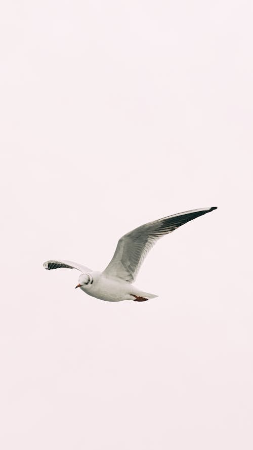 Free A Gull Playing in the Sky Stock Photo