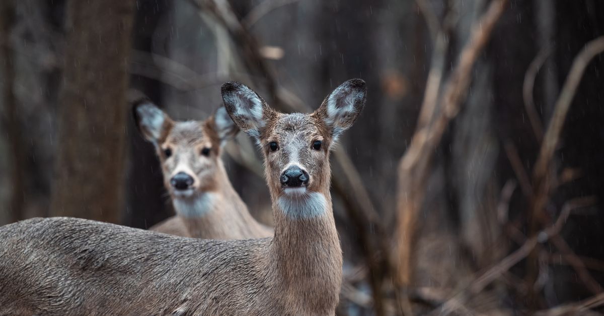 Odd Looking Deer Is Rescued After Days Without Food Or Water Odd Looking Deer Is Rescued After Days Without Food Or Water