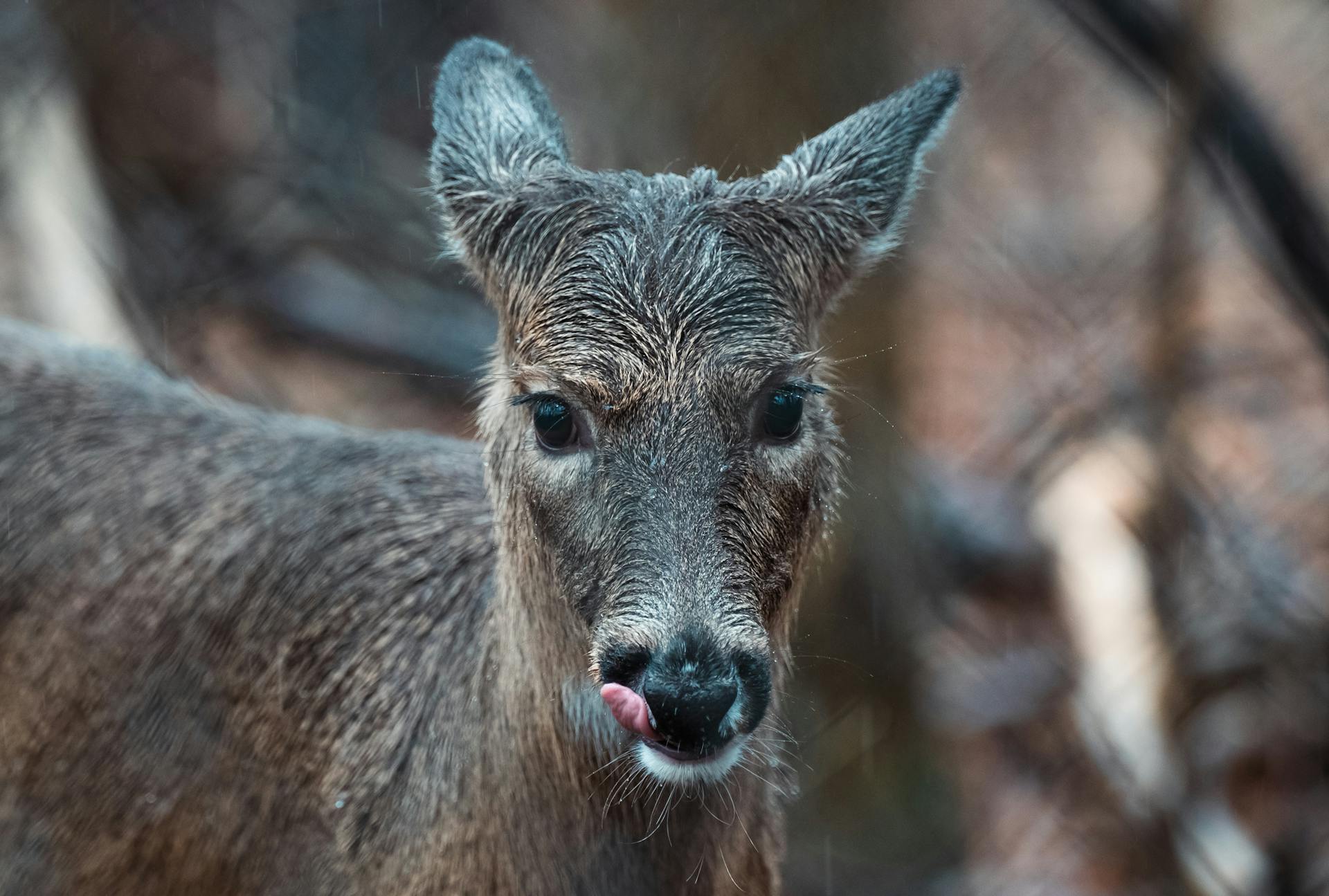 A Close-up Shot of a Brown Deer Licking It's Mouth