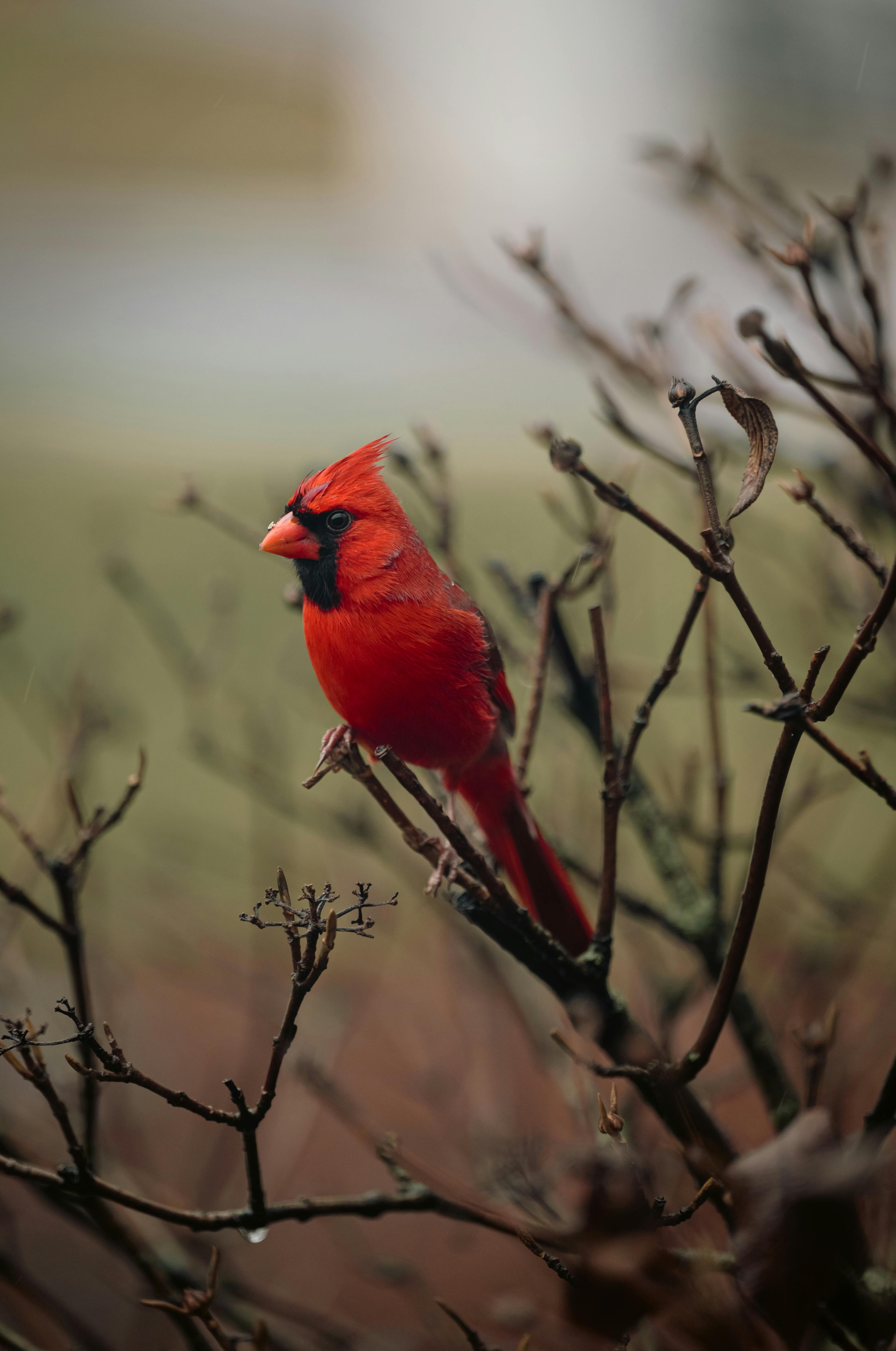 6 Tips for Attracting Cardinals this Winter - Barn Owl Garden Center |  Carol Stream, IL