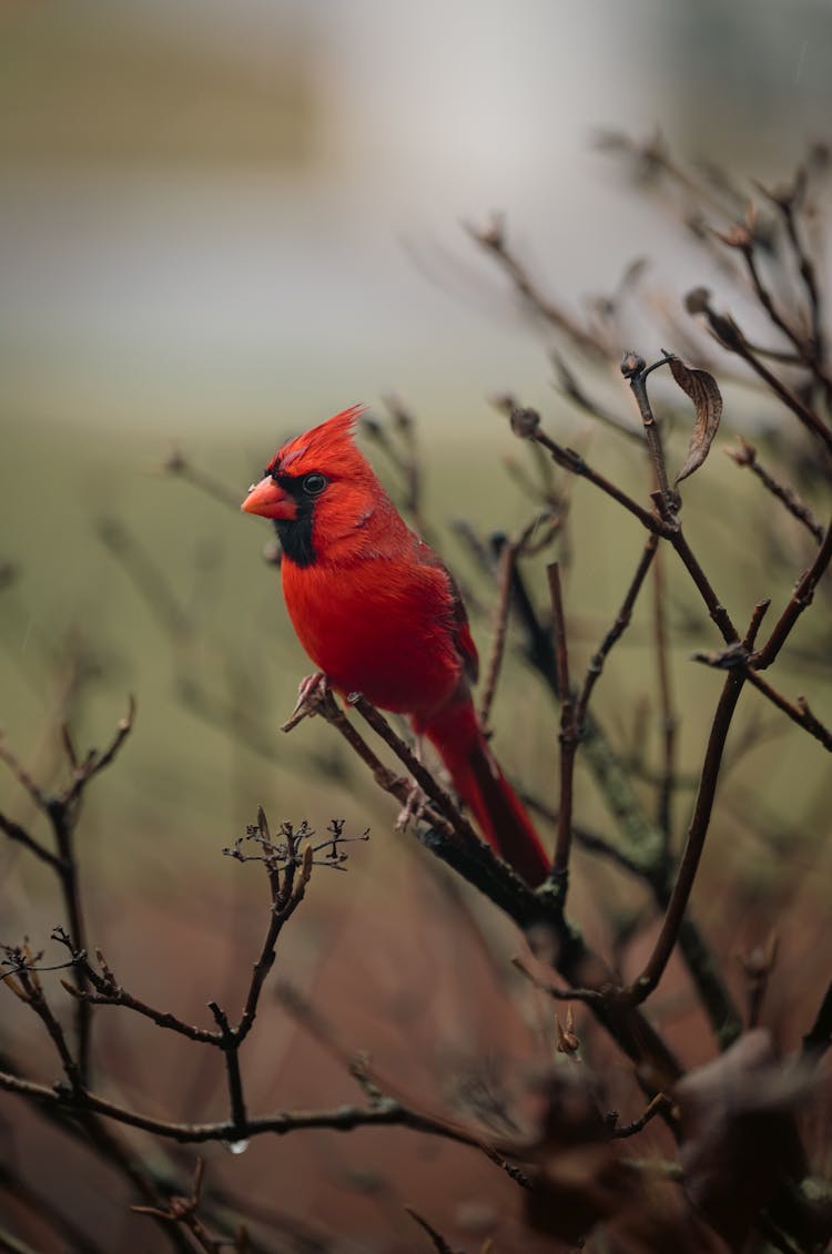 Northern Cardinal Sitting On Bush Twig