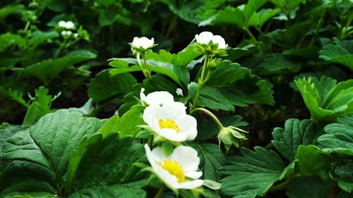 Kostenloses Stock Foto zu bäume, blumen, der grünen wiese