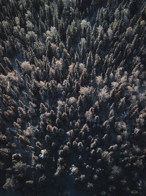 Immagine gratuita di alberi, boschi, bosco