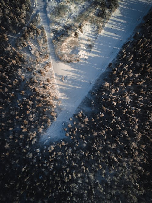 ağaçlar, dikey atış, havadan görünüş içeren Ücretsiz stok fotoğraf