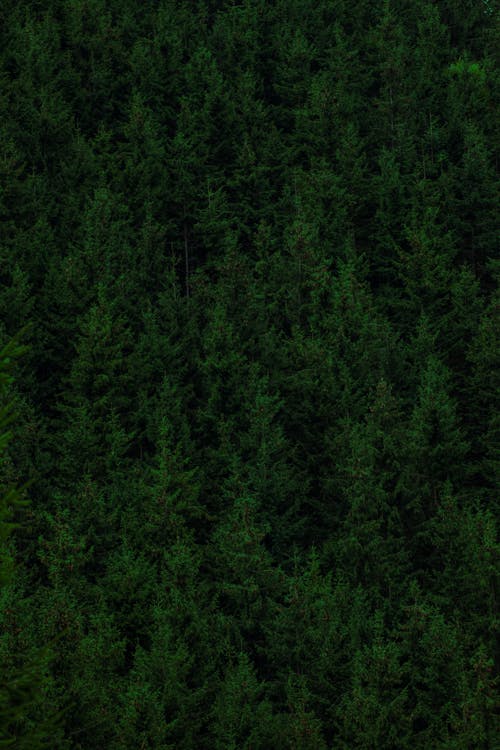 Бесплатное стоковое фото с вертикальный выстрел, высокий угол обзора, дерево