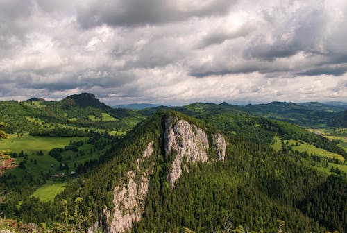 Immagine gratuita di alberi, collina, foresta pluviale