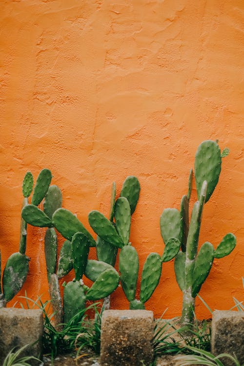 オレンジ色の壁, 垂直ショット, 壁の無料の写真素材