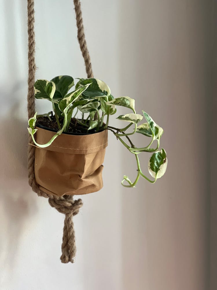 Close-Up Of A Hanging Plant 